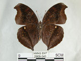 中文名:黑擬蛺蝶(黯眼蛺蝶)(2909-541)學名:Junonia iphita (Cramer, 1779)(2909-541)