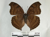 中文名:黑擬蛺蝶(黯眼蛺蝶)(2909-541)學名:Junonia iphita (Cramer, 1779)(2909-541)