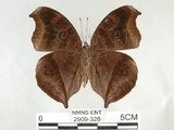 中文名:黑擬蛺蝶(黯眼蛺蝶)(2909-326)學名:Junonia iphita (Cramer, 1779)(2909-326)