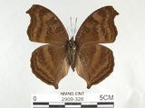 中文名:黑擬蛺蝶(黯眼蛺蝶)(2909-326)學名:Junonia iphita (Cramer, 1779)(2909-326)