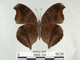 中文名:黑擬蛺蝶(黯眼蛺蝶)(2909-194)學名:Junonia iphita (Cramer, 1779)(2909-194)