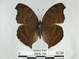 中文名:黑擬蛺蝶(黯眼蛺蝶)(2909-194)學名:Junonia iphita (Cramer, 1779)(2909-194)