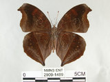 中文名:黑擬蛺蝶(黯眼蛺蝶)(2909-1489)學名:Junonia iphita (Cramer, 1779)(2909-1489)