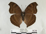 中文名:黑擬蛺蝶(黯眼蛺蝶)(2909-1489)學名:Junonia iphita (Cramer, 1779)(2909-1489)