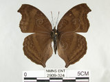 中文名:黑擬蛺蝶(黯眼蛺蝶)(2909-324)學名:Junonia iphita (Cramer, 1779)(2909-324)