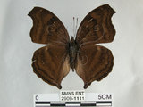 中文名:黑擬蛺蝶(黯眼蛺蝶)(2909-1111)學名:Junonia iphita (Cramer, 1779)(2909-1111)