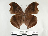 中文名:黑擬蛺蝶(黯眼蛺蝶)(2909-477)學名:Junonia iphita (Cramer, 1779)(2909-477)