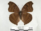 中文名:黑擬蛺蝶(黯眼蛺蝶)(2909-477)學名:Junonia iphita (Cramer, 1779)(2909-477)