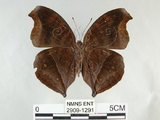 中文名:黑擬蛺蝶(黯眼蛺蝶)(2909-1291)學名:Junonia iphita (Cramer, 1779)(2909-1291)