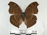 中文名:黑擬蛺蝶(黯眼蛺蝶)(2909-1291)學名:Junonia iphita (Cramer, 1779)(2909-1291)