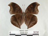 中文名:黑擬蛺蝶(黯眼蛺蝶)(2909-824)學名:Junonia iphita (Cramer, 1779)(2909-824)