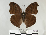 中文名:黑擬蛺蝶(黯眼蛺蝶)(2909-824)學名:Junonia iphita (Cramer, 1779)(2909-824)