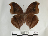 中文名:黑擬蛺蝶(黯眼蛺蝶)(2909-1615)學名:Junonia iphita (Cramer, 1779)(2909-1615)