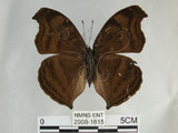 中文名:黑擬蛺蝶(黯眼蛺蝶)(2909-1615)學名:Junonia iphita (Cramer, 1779)(2909-1615)