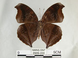 中文名:黑擬蛺蝶(黯眼蛺蝶)(2909-200)學名:Junonia iphita (Cramer, 1779)(2909-200)