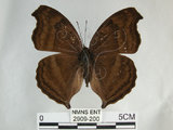 中文名:黑擬蛺蝶(黯眼蛺蝶)(2909-200)學名:Junonia iphita (Cramer, 1779)(2909-200)