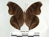 中文名:黑擬蛺蝶(黯眼蛺蝶)(3872-44)學名:Junonia iphita (Cramer, 1779)(3872-44)