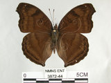 中文名:黑擬蛺蝶(黯眼蛺蝶)(3872-44)學名:Junonia iphita (Cramer, 1779)(3872-44)