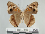 中文名:青眼蛺蝶(孔雀青蛺蝶)(1282-17328)學名:Junonia orithya (Linnaeus, 1758) (1282-17328)