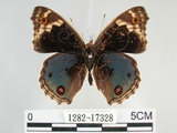 中文名:青眼蛺蝶(孔雀青蛺蝶)(1282-17328)學名:Junonia orithya (Linnaeus, 1758) (1282-17328)