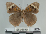 中文名:青眼蛺蝶(孔雀青蛺蝶)(1282-18904)學名:Junonia orithya (Linnaeus, 1758)(1282-18904)