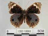 中文名:青眼蛺蝶(孔雀青蛺蝶)(1282-18904)學名:Junonia orithya (Linnaeus, 1758)(1282-18904)