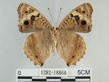 中文名:青眼蛺蝶(孔雀青蛺蝶)(1282-18866)學名:Junonia orithya (Linnaeus, 1758)(1282-18866)