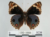 中文名:青眼蛺蝶(孔雀青蛺蝶)(1282-18866)學名:Junonia orithya (Linnaeus, 1758)(1282-18866)