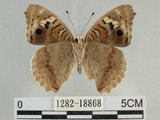 中文名:青眼蛺蝶(孔雀青蛺蝶)(1282-18868)學名:Junonia orithya (Linnaeus, 1758)(1282-18868)