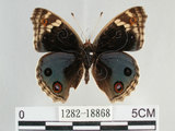 中文名:青眼蛺蝶(孔雀青蛺蝶)(1282-18868)學名:Junonia orithya (Linnaeus, 1758)(1282-18868)