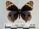 中文名:青眼蛺蝶(孔雀青蛺蝶)(1282-17337)學名:Junonia orithya (Linnaeus, 1758)(1282-17337)