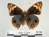 中文名:青眼蛺蝶(孔雀青蛺蝶)(1282-17340)學名:Junonia orithya (Linnaeus, 1758)(1282-17340)