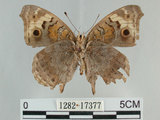 中文名:青眼蛺蝶(孔雀青蛺蝶)(1282-17377)學名:Junonia orithya (Linnaeus, 1758)(1282-17377)