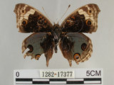 中文名:青眼蛺蝶(孔雀青蛺蝶)(1282-17377)學名:Junonia orithya (Linnaeus, 1758)(1282-17377)