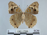 中文名:青眼蛺蝶(孔雀青蛺蝶)(1282-17386)學名:Junonia orithya (Linnaeus, 1758)(1282-17386)