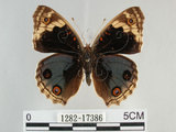 中文名:青眼蛺蝶(孔雀青蛺蝶)(1282-17386)學名:Junonia orithya (Linnaeus, 1758)(1282-17386)