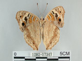 中文名:青眼蛺蝶(孔雀青蛺蝶)(1282-17347)學名:Junonia orithya (Linnaeus, 1758)(1282-17347)