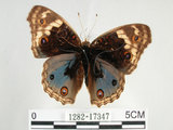 中文名:青眼蛺蝶(孔雀青蛺蝶)(1282-17347)學名:Junonia orithya (Linnaeus, 1758)(1282-17347)