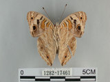 中文名:青眼蛺蝶(孔雀青蛺蝶)(1282-17461)學名:Junonia orithya (Linnaeus, 1758)(1282-17461)