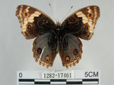 中文名:青眼蛺蝶(孔雀青蛺蝶)(1282-17461)學名:Junonia orithya (Linnaeus, 1758)(1282-17461)