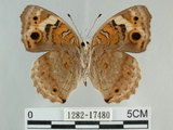 中文名:青眼蛺蝶(孔雀青蛺蝶)(1282-17480)學名:Junonia orithya (Linnaeus, 1758)(1282-17480)