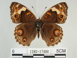 中文名:青眼蛺蝶(孔雀青蛺蝶)(1282-17480)學名:Junonia orithya (Linnaeus, 1758)(1282-17480)