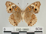 中文名:青眼蛺蝶(孔雀青蛺蝶)(1282-18661)學名:Junonia orithya (Linnaeus, 1758)(1282-18661)