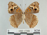 中文名:青眼蛺蝶(孔雀青蛺蝶)(1282-17490)學名:Junonia orithya (Linnaeus, 1758)(1282-17490)