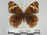 中文名:青眼蛺蝶(孔雀青蛺蝶)(1282-17490)學名:Junonia orithya (Linnaeus, 1758)(1282-17490)