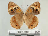 中文名:青眼蛺蝶(孔雀青蛺蝶)(1282-17162)學名:Junonia orithya (Linnaeus, 1758)(1282-17162)