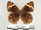 中文名:青眼蛺蝶(孔雀青蛺蝶)(1282-17162)學名:Junonia orithya (Linnaeus, 1758)(1282-17162)