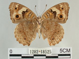 中文名:青眼蛺蝶(孔雀青蛺蝶)(1282-18525)學名:Junonia orithya (Linnaeus, 1758)(1282-18525)