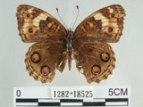 中文名:青眼蛺蝶(孔雀青蛺蝶)(1282-18525)學名:Junonia orithya (Linnaeus, 1758)(1282-18525)