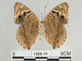 中文名:青眼蛺蝶(孔雀青蛺蝶)(1588-14)學名:Junonia orithya (Linnaeus, 1758)(1588-14)